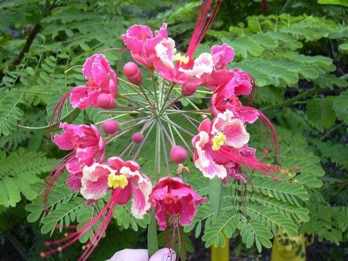 Peacock Flower (Caesalpinia pulcherrima)
